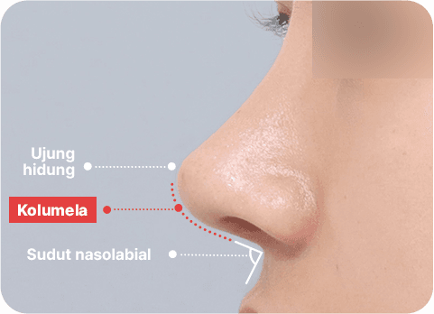 NaturGlow columella line diagram