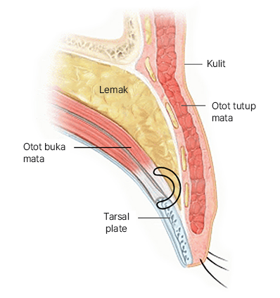 The Key to Beautiful Eyes